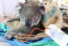 Relocation for starving cape koalas after outcry over government culling