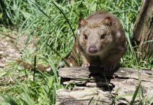 Ted to the rescue of Otway quolls