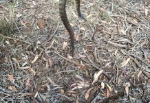 Snake numbers ‘surging’