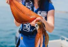 Snapper, squid bagged in bays