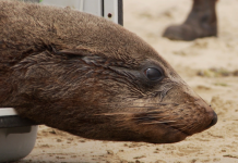 Seal ‘lucky to survive harpooning’