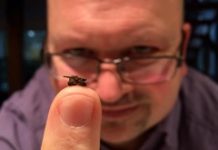 Tiny cannon blasts world record