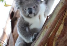 Koalas settling in to new home
