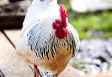 ‘Paltry wages’ in poultry industry