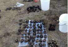 Officers catch ‘poachers’ with big haul of abalone at Portarlington