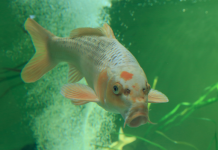 Carp-killer work ‘backed’