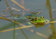 Help stop frogs croaking