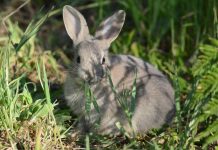 Delayed release for bunny buster