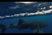 Trawler condemned for catching whale shark