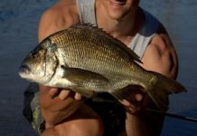 Flathead on the rocks