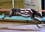 greyhound_151385_02.jpg