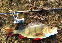 Good haul of kingfish