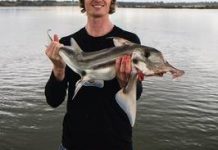 Plenty of fish for Easter