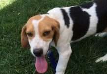 Police hunt 15 stolen hounds