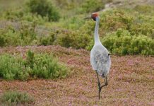 Works set for our ‘Kakadu’