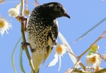 A rare glimpse of the wild and free