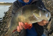 Salmon are surfacing