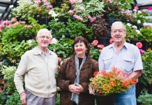 Floral celebration for pelargonium club anniversary