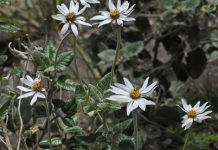 Hotspot to rescue endangered plants