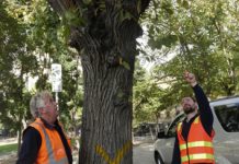 Axe to fall on city’s elms