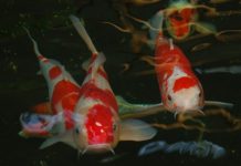 Carp cost keeper in court