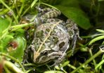 species_155570_01.jpg