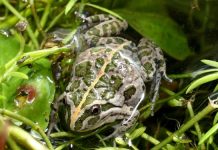 Winter brings out splendour