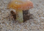 species_155570_02.jpg
