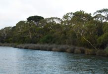 State reveals options to save Anglesea River after Alcoa closure