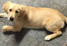 Pet cruelty close to home