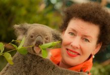 Koala tourist venture needs good foundations