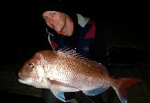 Fish just can’t resist