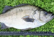 Snapping up the snappers