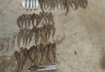 Fine, jail risk for flathead plunder