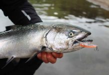 Variety of fish on offer around Clifton Springs