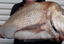 Not just biting, the fish are snappin’