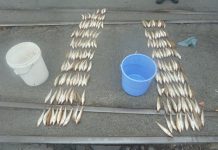 Haul of whiting nets $1500 in fines