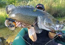 Sharks are biting off Queenscliff