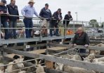 Saleyards_164601_01.JPG