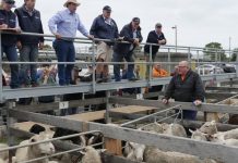 Yards open for sheep but still under a cloud