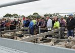Saleyards_164601_04.JPG