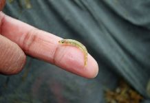 Welcome news on whiting numbers