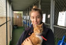 Kittens call for new homes