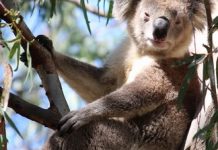 They’re just wild about Clancy