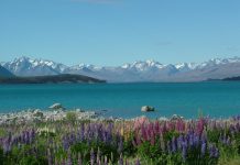 Torquay man dies in NZ crash