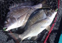 Peak times at sunrise, sunset