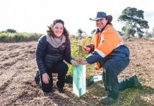 Tree planters dig in