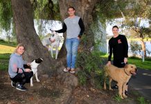 Dogs lend paw for cause