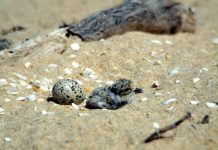 Tagged rare chick ‘killed, dumped in 13th cover-up’