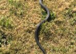 snake_160685_01.JPG